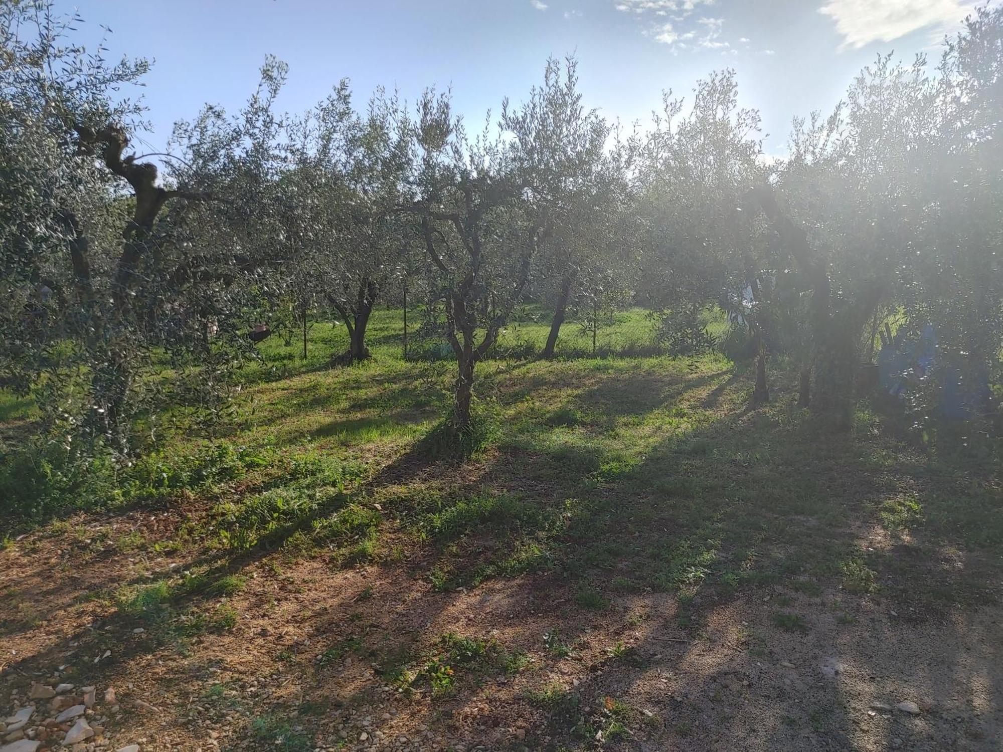 Cattleya Daire Novigrad Istria Dış mekan fotoğraf